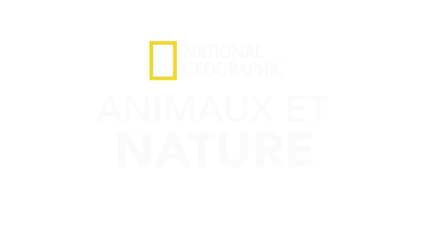 National Geographic : Animaux et nature