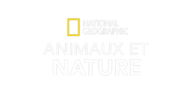 National Geographic : Animaux et nature