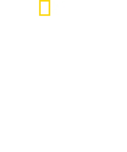 世界最危險的鯊魚？