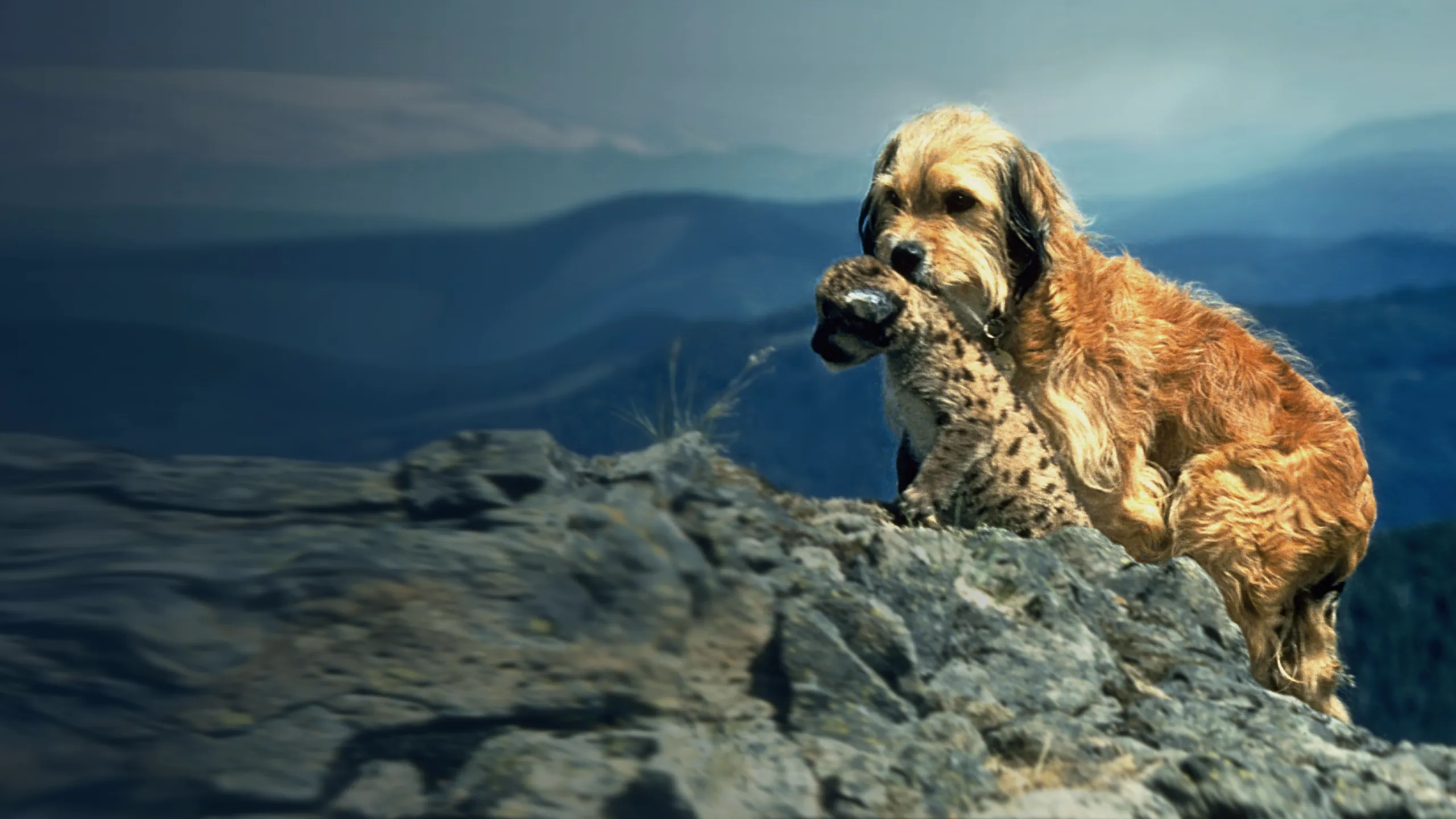 Benji, sein größtes Abenteuer