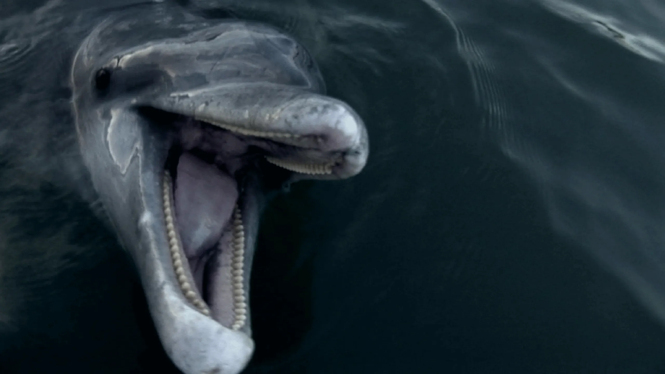 thumbnail - S1:E11 A Dolphin's Not a Fish