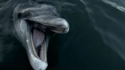 thumbnail - S1:E11 A Dolphin's Not a Fish
