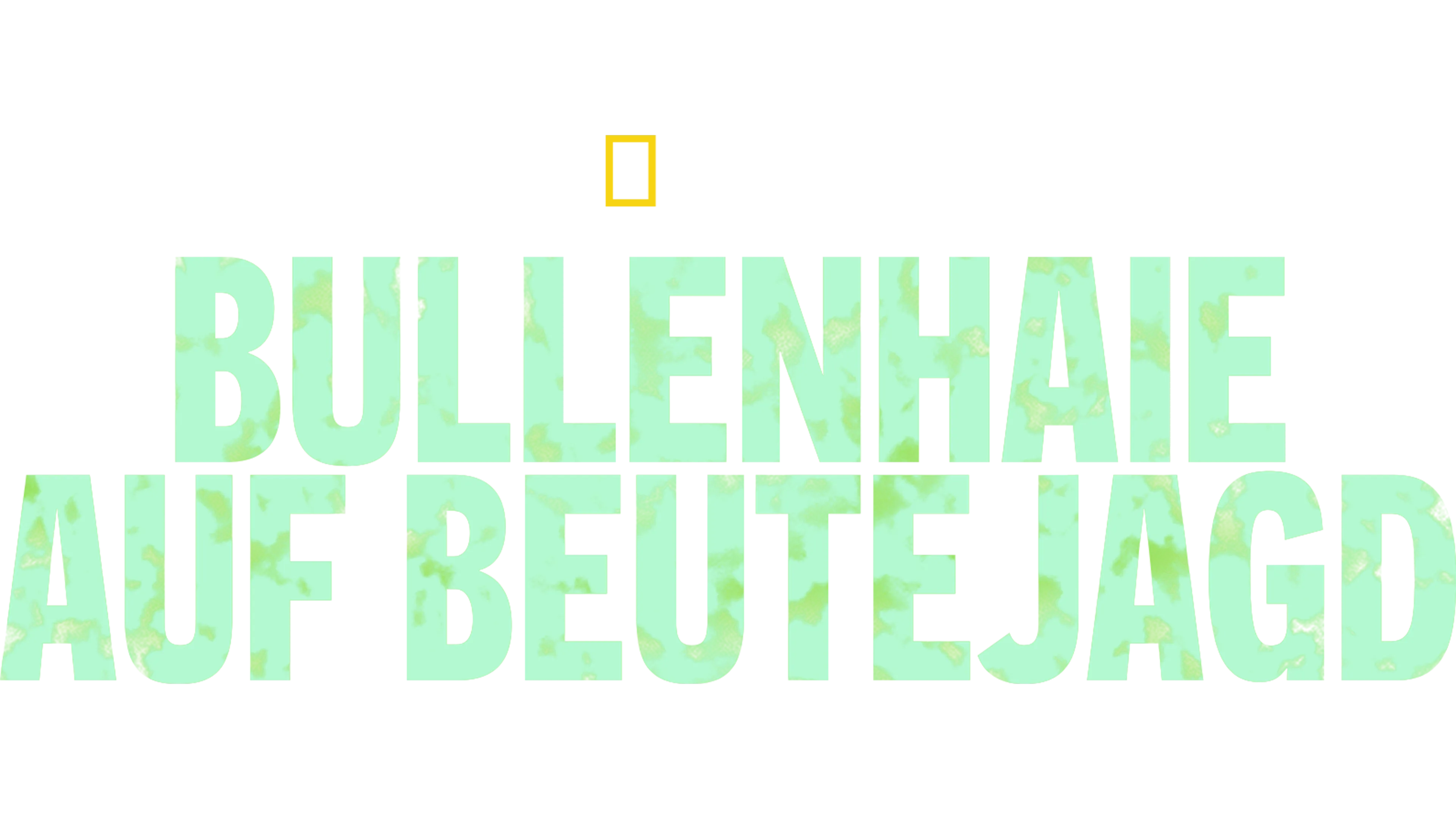 Bullenhaie auf Beutejagd