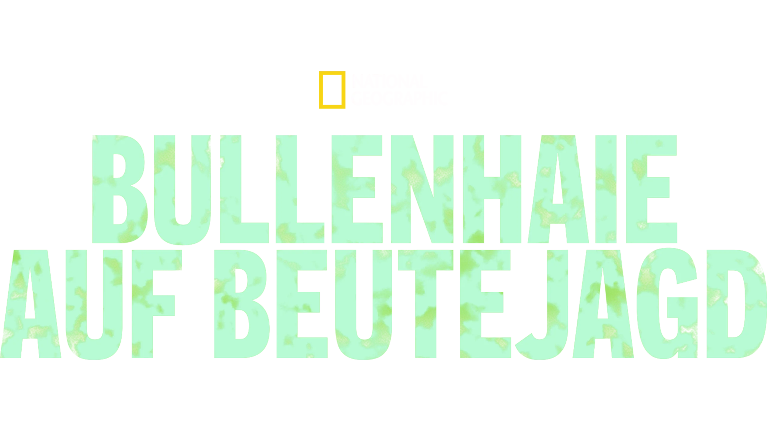 Bullenhaie auf Beutejagd