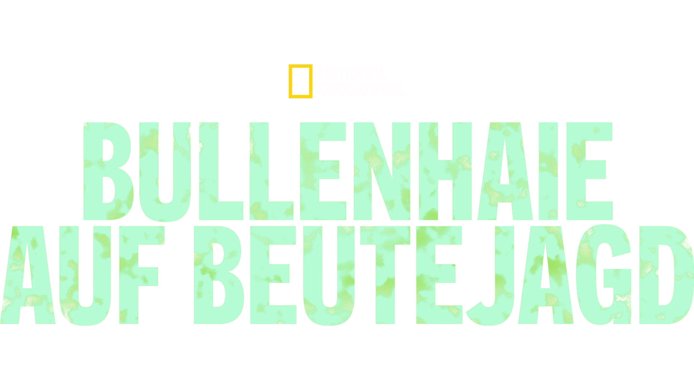 Bullenhaie auf Beutejagd