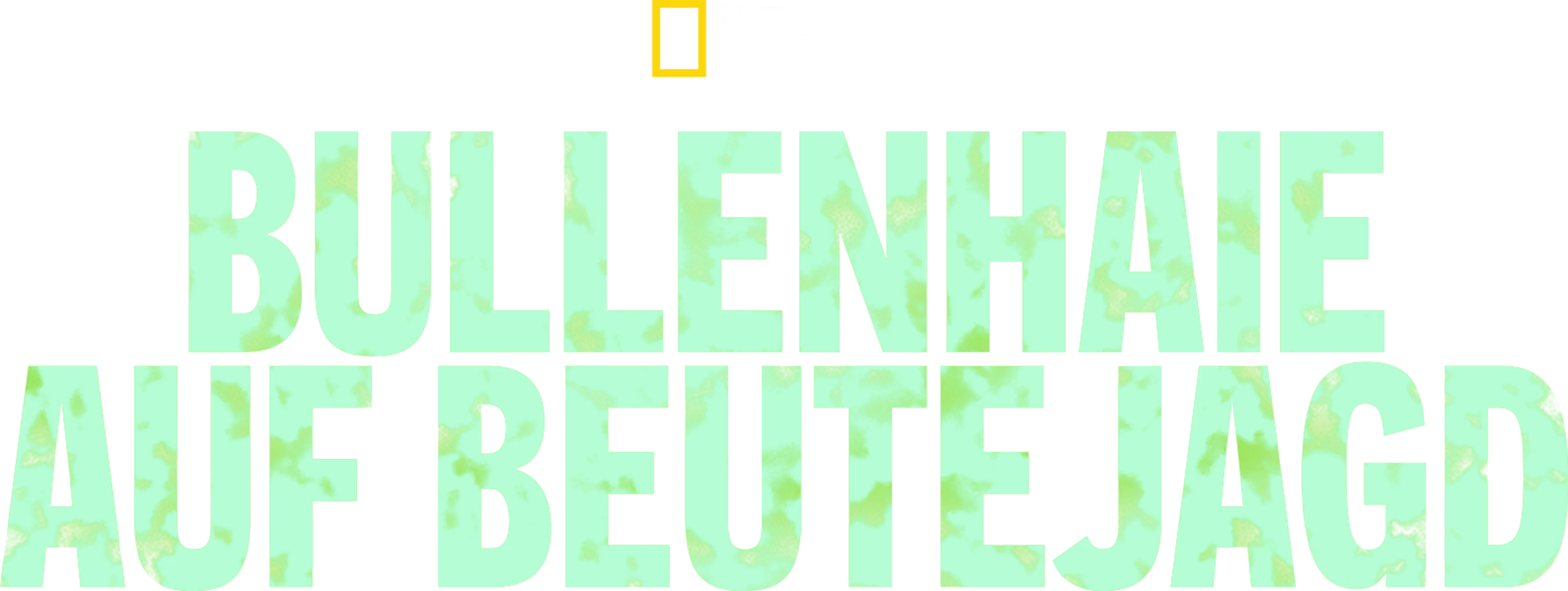 Bullenhaie auf Beutejagd
