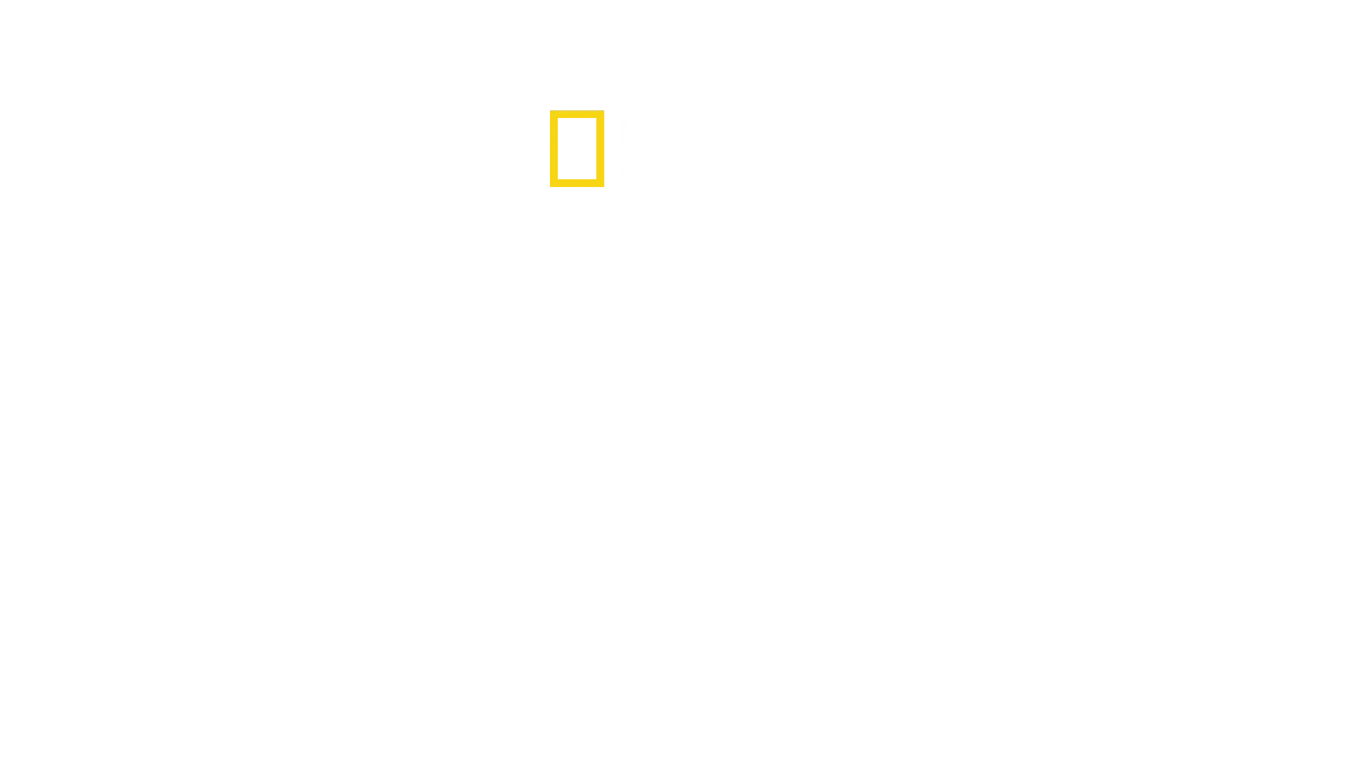 Gli attacchi degli squali