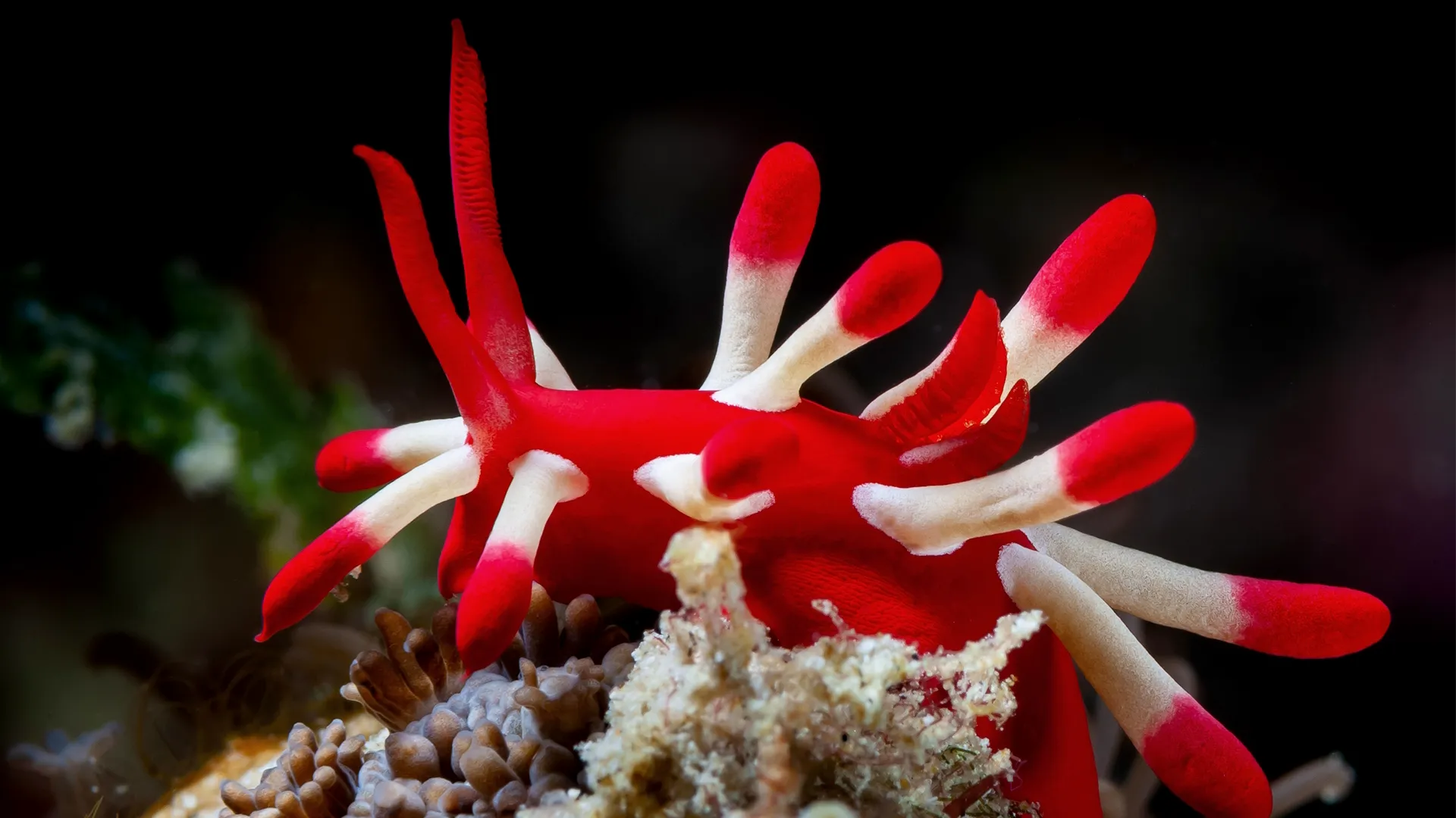 thumbnail - S1：第1話「プリデイション・ゲームズ」