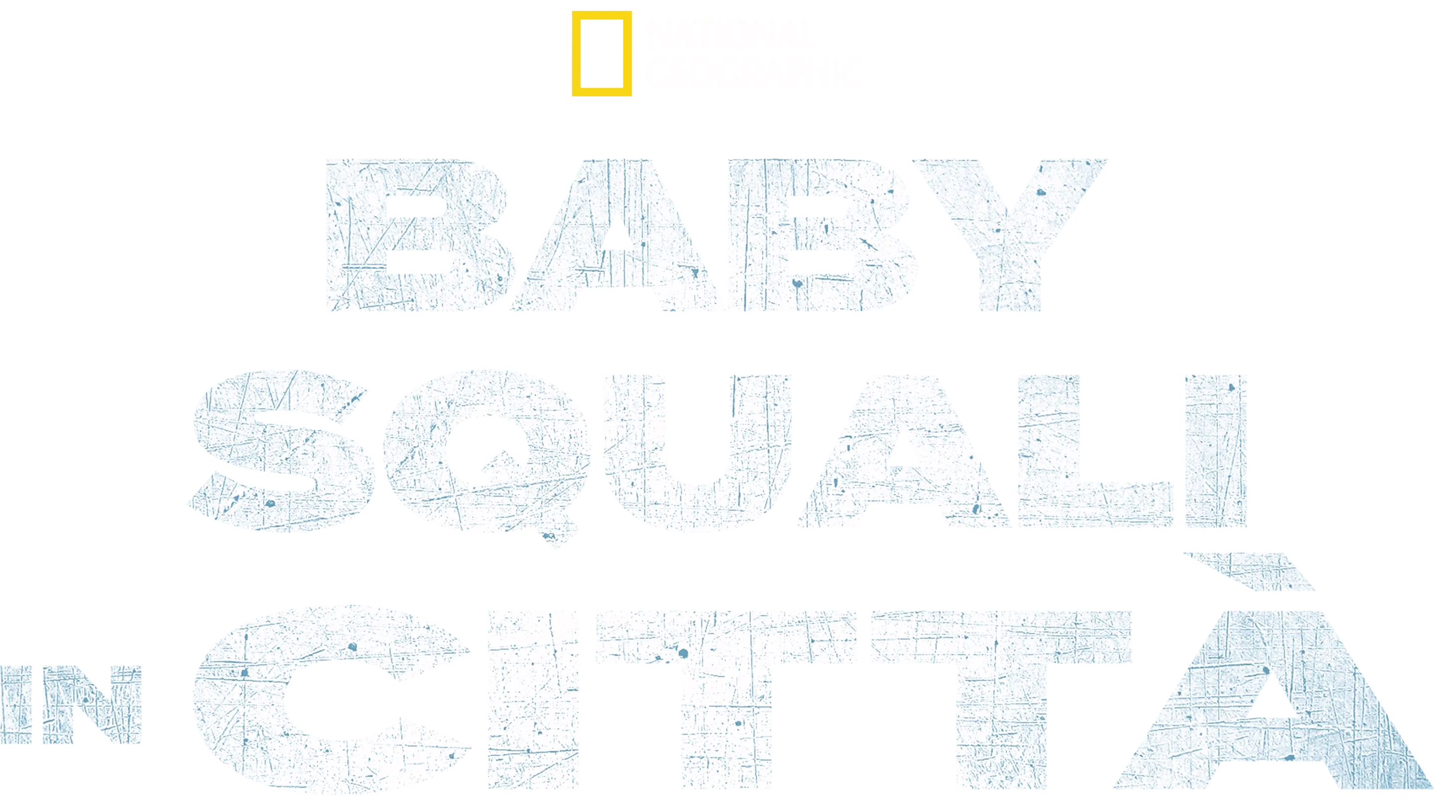 Baby Squali in Città