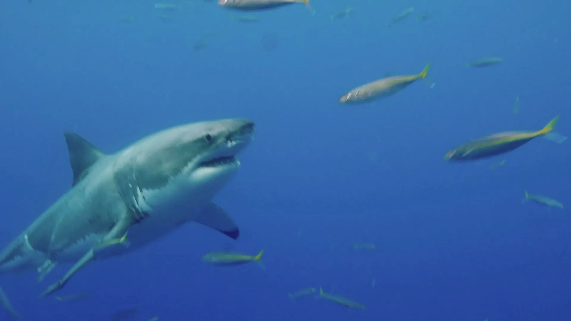 thumbnail - S1:E4 Pythons in the Ceiling, Train Tunnel Escape, Suspicious Plane Crash, and Russian Concord Crash