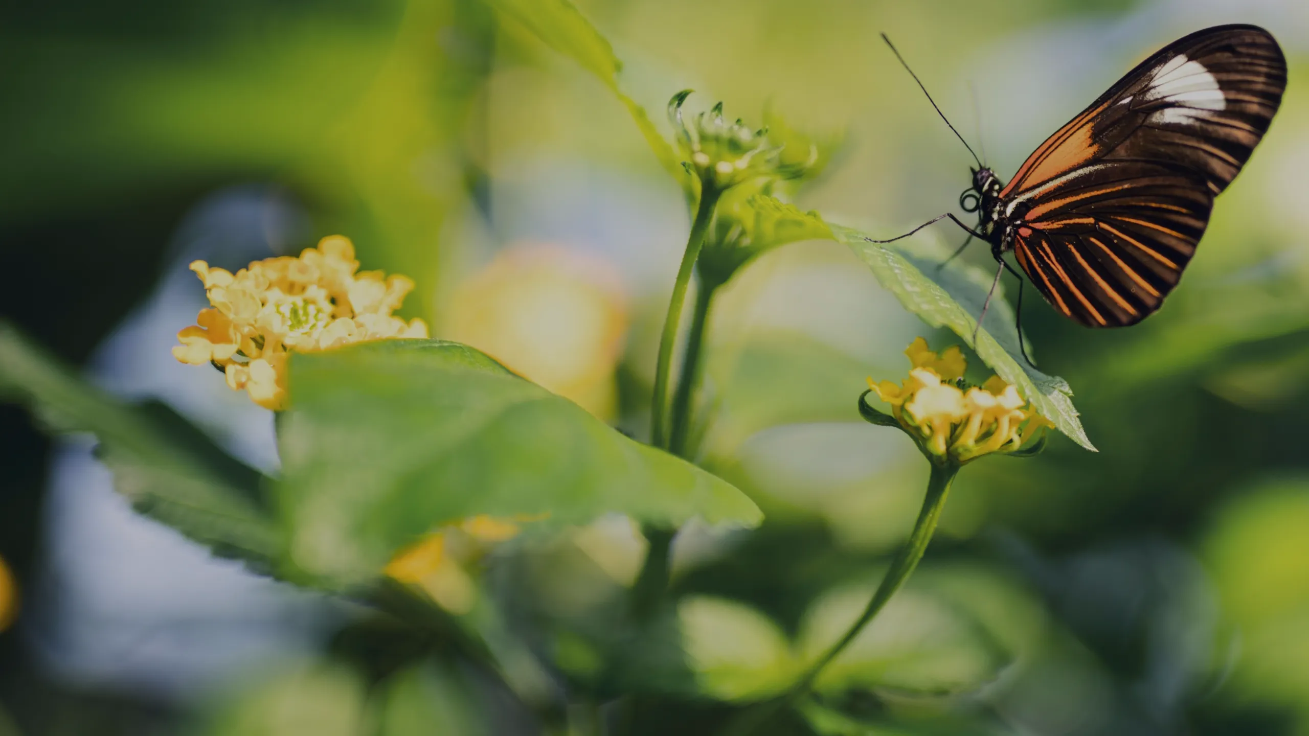 National Geographic Animals and Nature