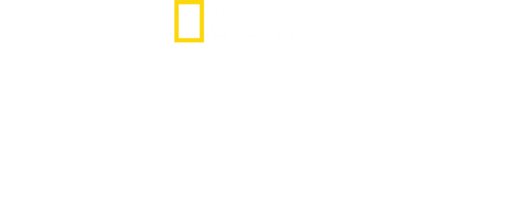 鯊魚調查報告：佩吉溫特的故事
