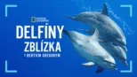 thumbnail - Delfíny zblízka s Bertiem Gregorym