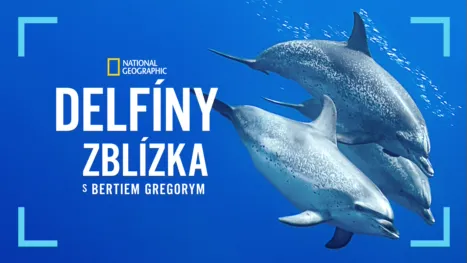 thumbnail - Delfíny zblízka s Bertiem Gregorym
