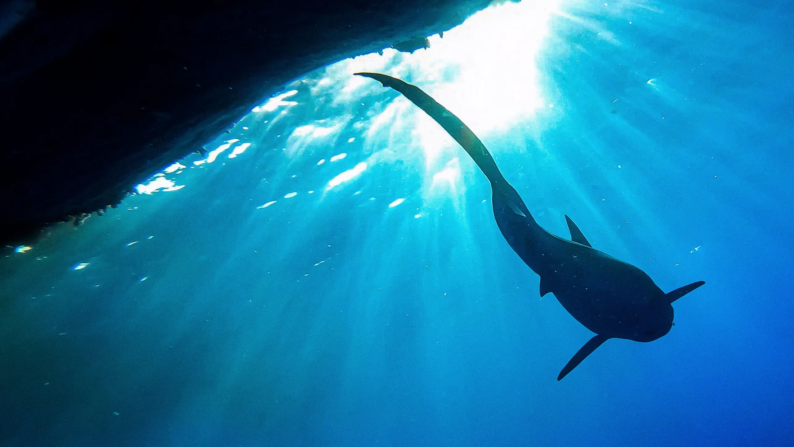The Sharks of Hawaii