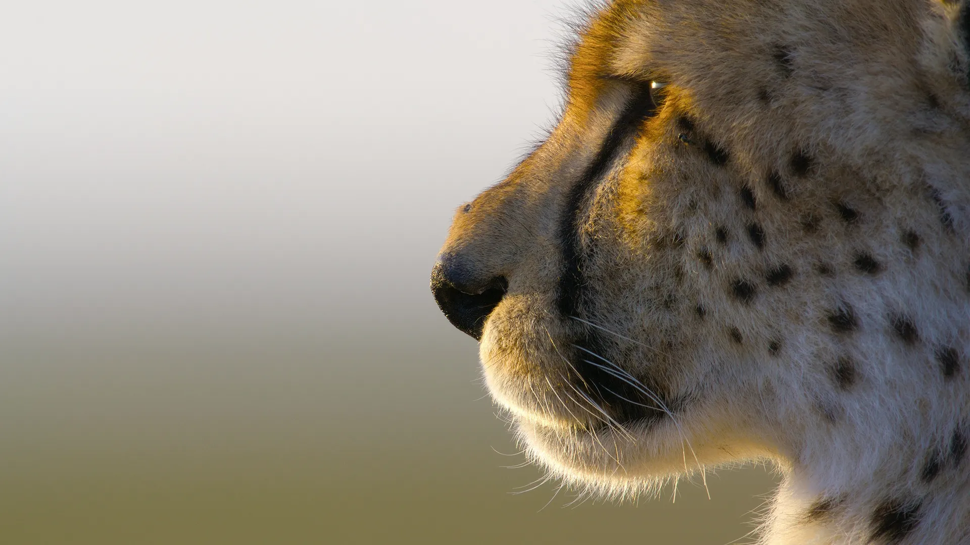A fluffy cheetah profile. (credit: National Geographic/Tom Walker)