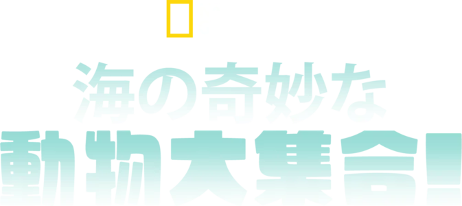 海の奇妙な動物大集合！