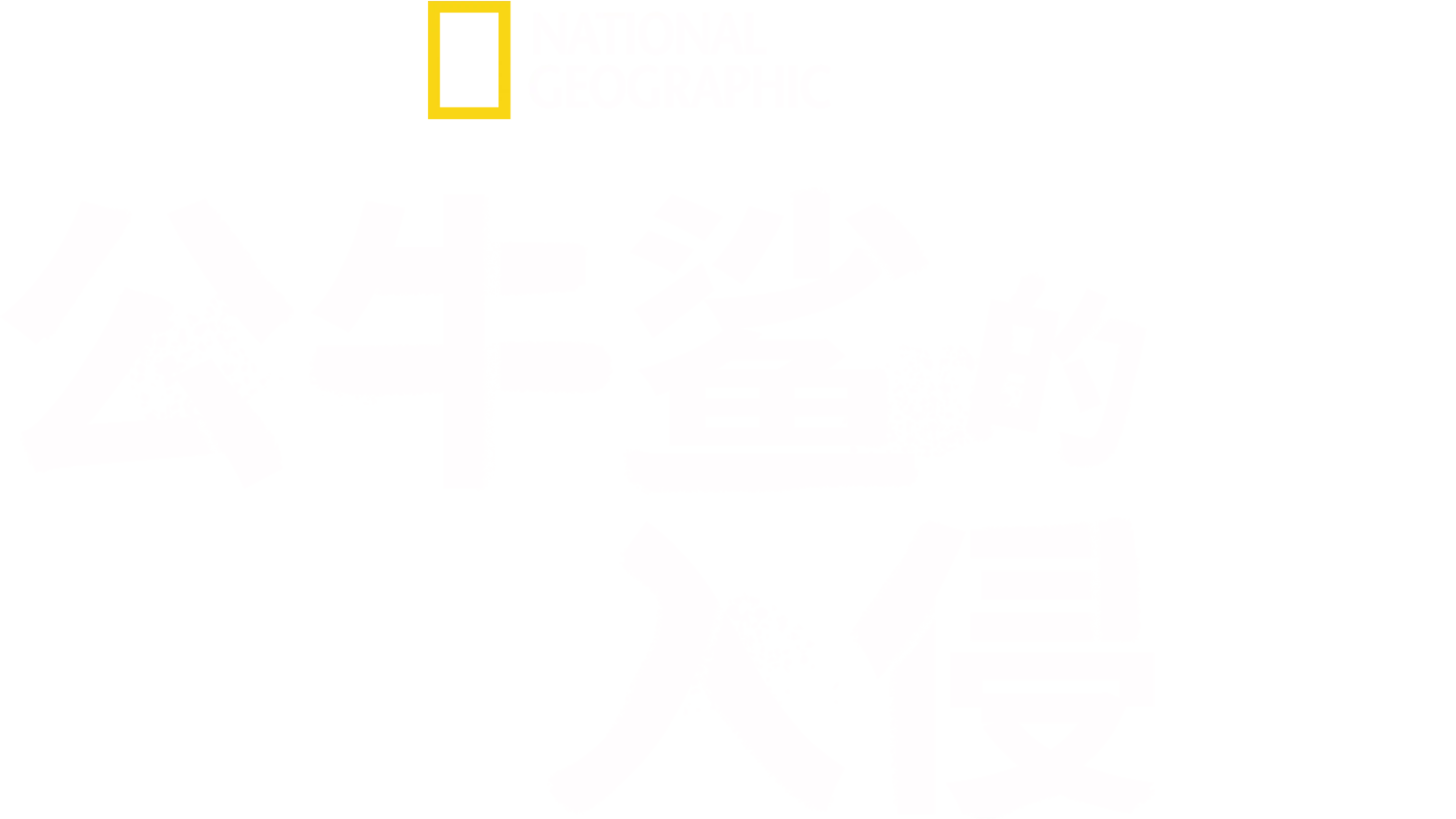 公牛鲨的入侵