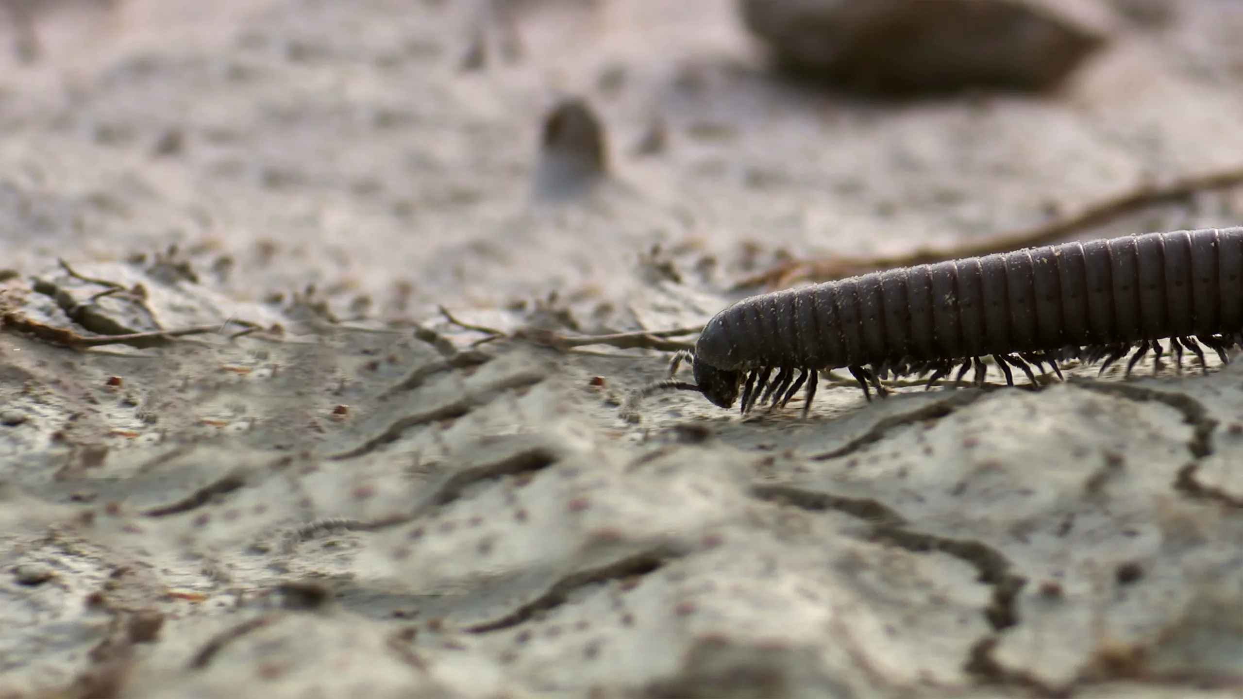 Europe's Largest Desert