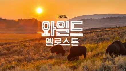 thumbnail - 와일드 옐로스톤
