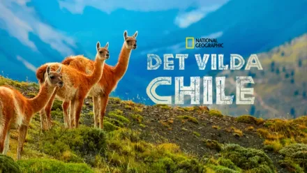 thumbnail - Det vilda Chile
