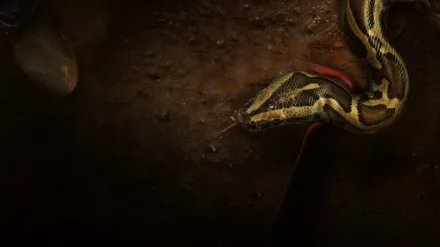 Swamp People: Serpent Invasion