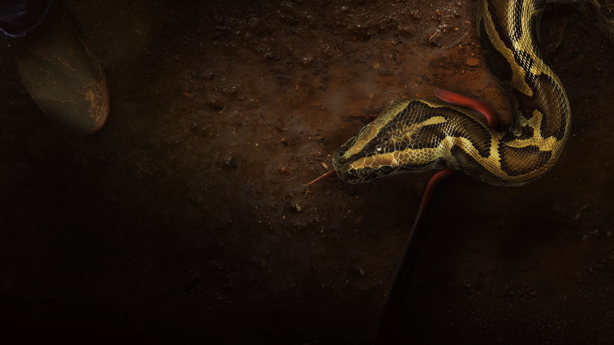 Swamp People: Serpent Invasion