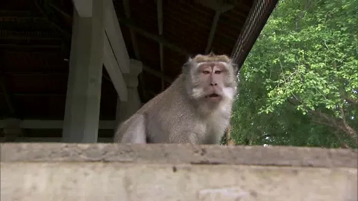 thumbnail - S22:E4 I Love Monkeys!