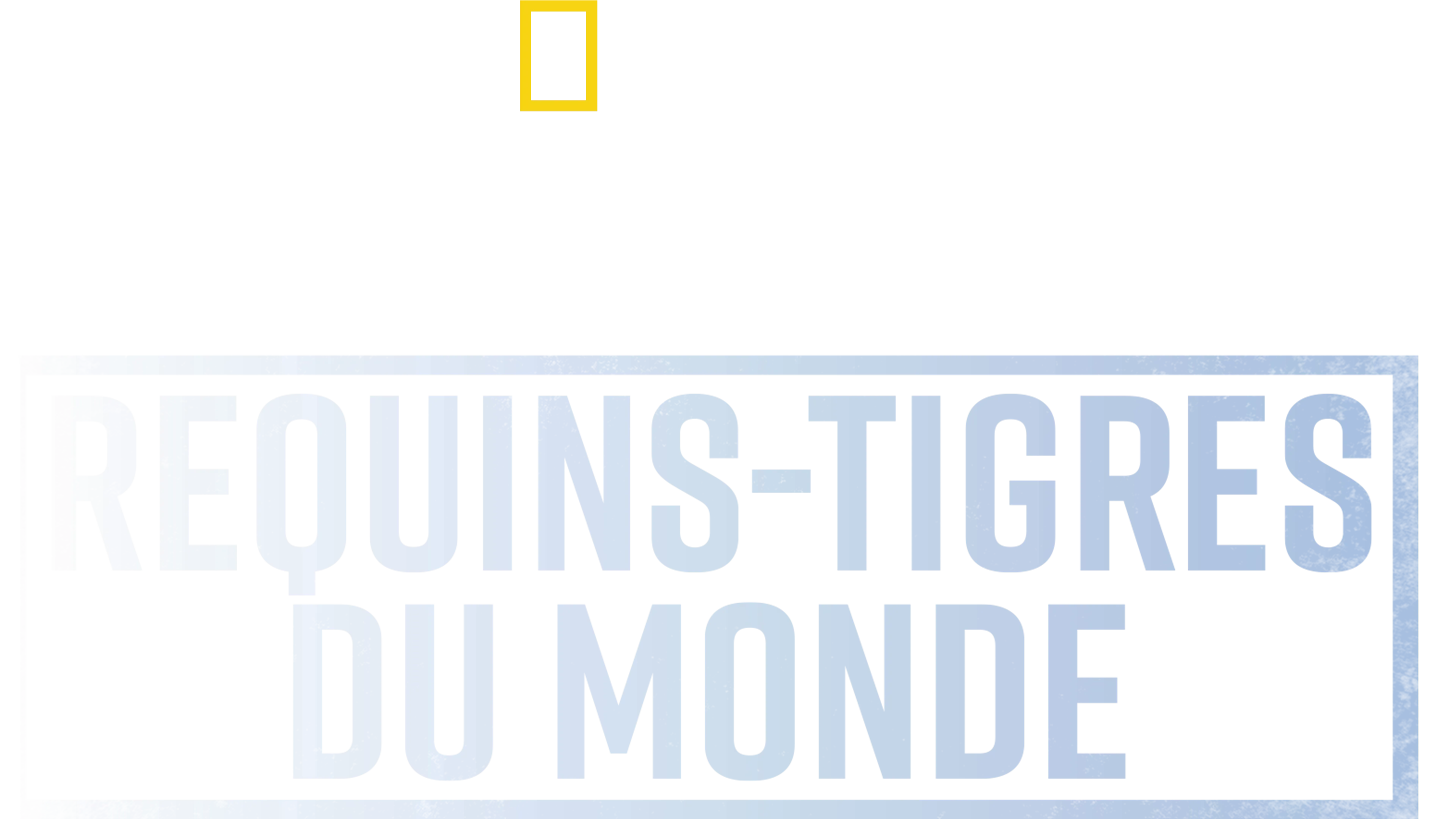 Les requins-tigres géants