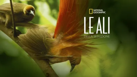 thumbnail - Le ali della seduzione