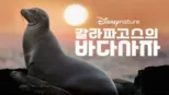 thumbnail - 갈라파고스의 바다사자