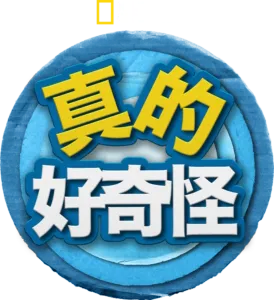 真的 好奇怪