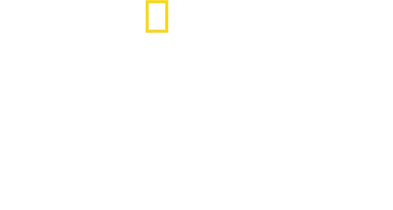 バーティのハイテク・クローズアップ！ドルフィン編