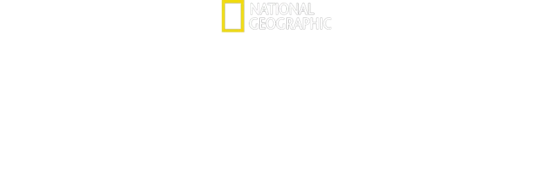 《遇見猩猩》