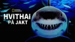 thumbnail - Hvithai på jakt