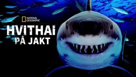 thumbnail - Hvithai på jakt