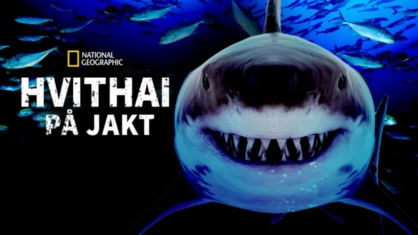 thumbnail - Hvithai på jakt