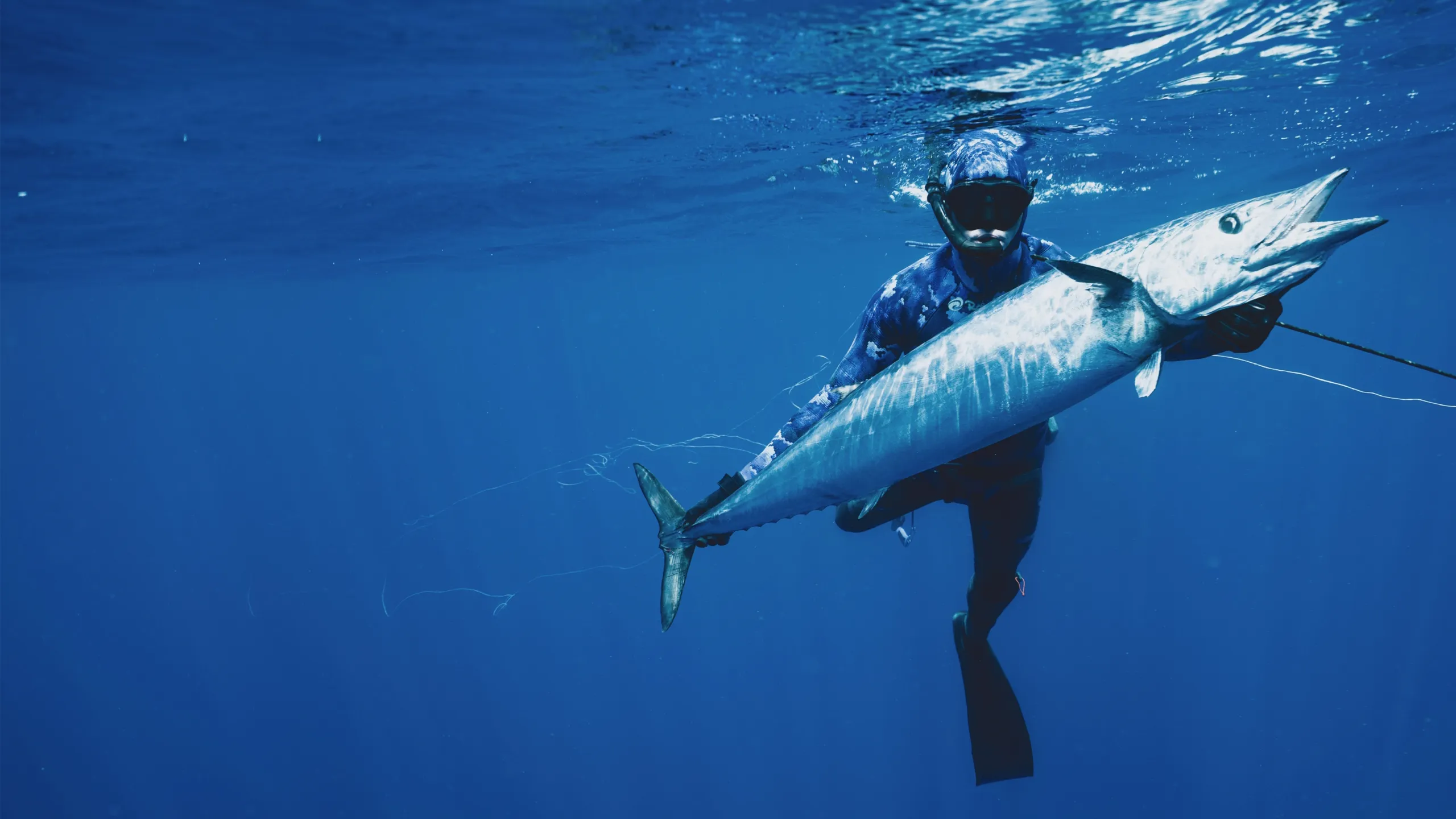 Shark vs. Tuna