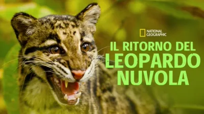 thumbnail - Il ritorno del leopardo nuvola