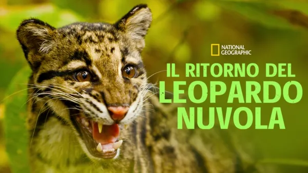 thumbnail - Il ritorno del leopardo nuvola