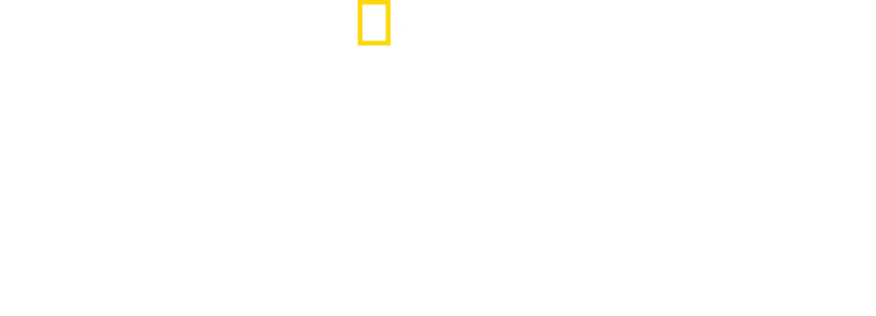 Gangues de Tubarões