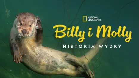 thumbnail - Billy i Molly: Historia wydry