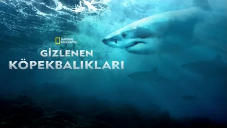 thumbnail - Gizlenen Köpekbalıkları