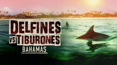 Sharks vs. Dolphins: Bahamas Battleground