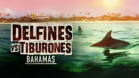 thumbnail - Delfines vs. tiburones: Bahamas