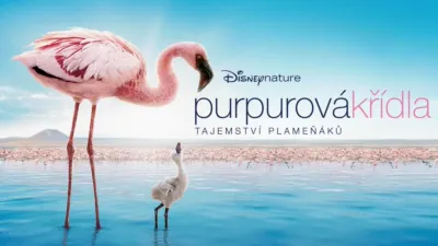 Purpurová křídla, tajemství plameňáků