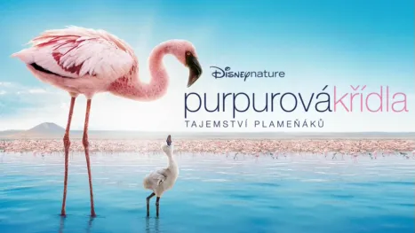 thumbnail - Purpurová křídla, tajemství plameňáků