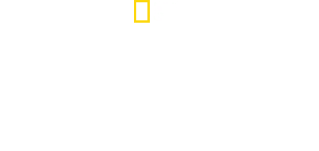 人食いザメがやってきた