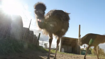 thumbnail - S1:E6 Herd the News