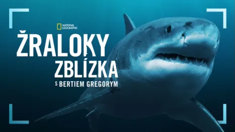 thumbnail - Žraloky zblízka s Bertiem Gregorym